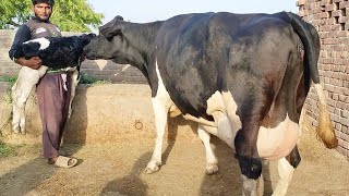 Pure Friesian Cow For Sale In Pakistan 06052024