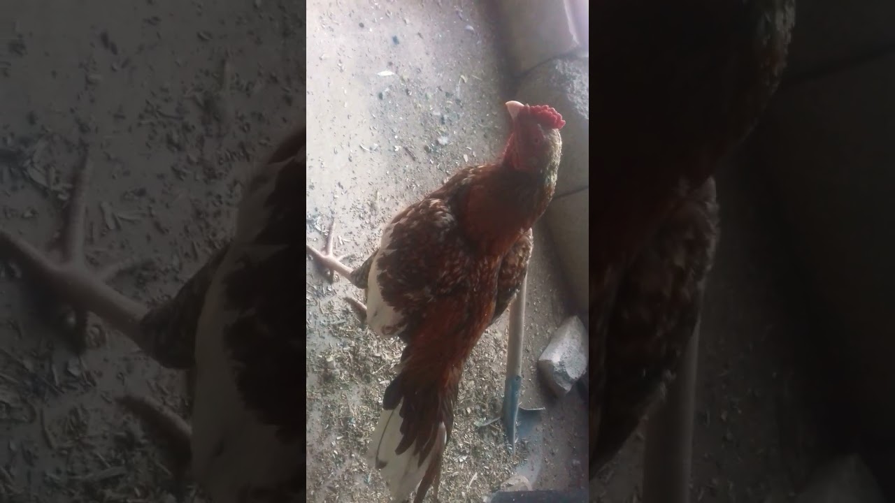 Assel cock/nice and beautiful