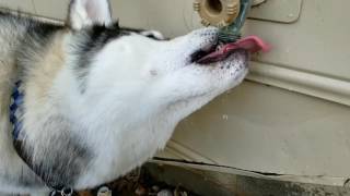 Husky drinking from spicket s8 plus slow motion