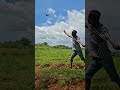 two targets one catapult #shortsviral  #nature