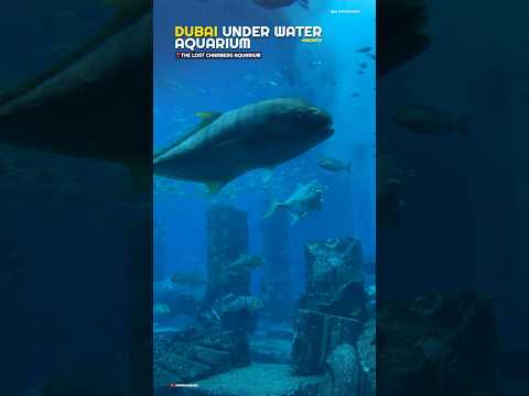 Dubai Lost Chamber Aquarium | Underwear Aquarium of UAE #shorts