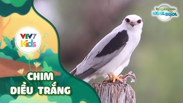 Thế giới kỳ diệu của Bool Bool - Mùa 2 - Số 06 | CHIM DIỀU TRẮNG | VTV7