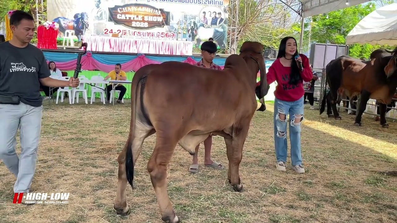 เดอะซัน อภิชัยฟาร์ม + เกร็ดความรู้วัวงามจากเจ้อ๊อด ณ สนามหนองบัวโคก2026