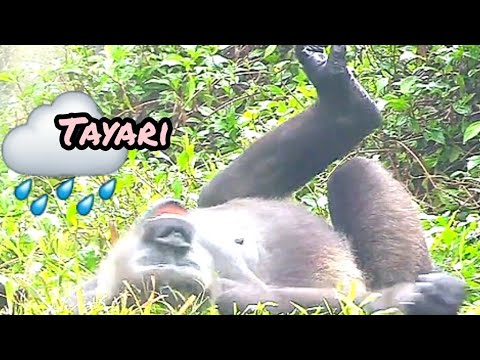 Tayari enjoys the rainy day😆🤣💦#D'jeeco#ゴリラ#迪亞哥#金剛猩猩|20240121-7#taipeizoo #gorilla #台北市立動物園