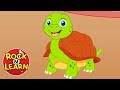 I had a little turtle  nursery rhyme song for kids