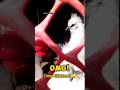 OMG! Silkie আর Brahma এতো সুন্দর? 😍🔥#shorts #SilkieChicken #BrahmaChicken #CuteChickens #viral