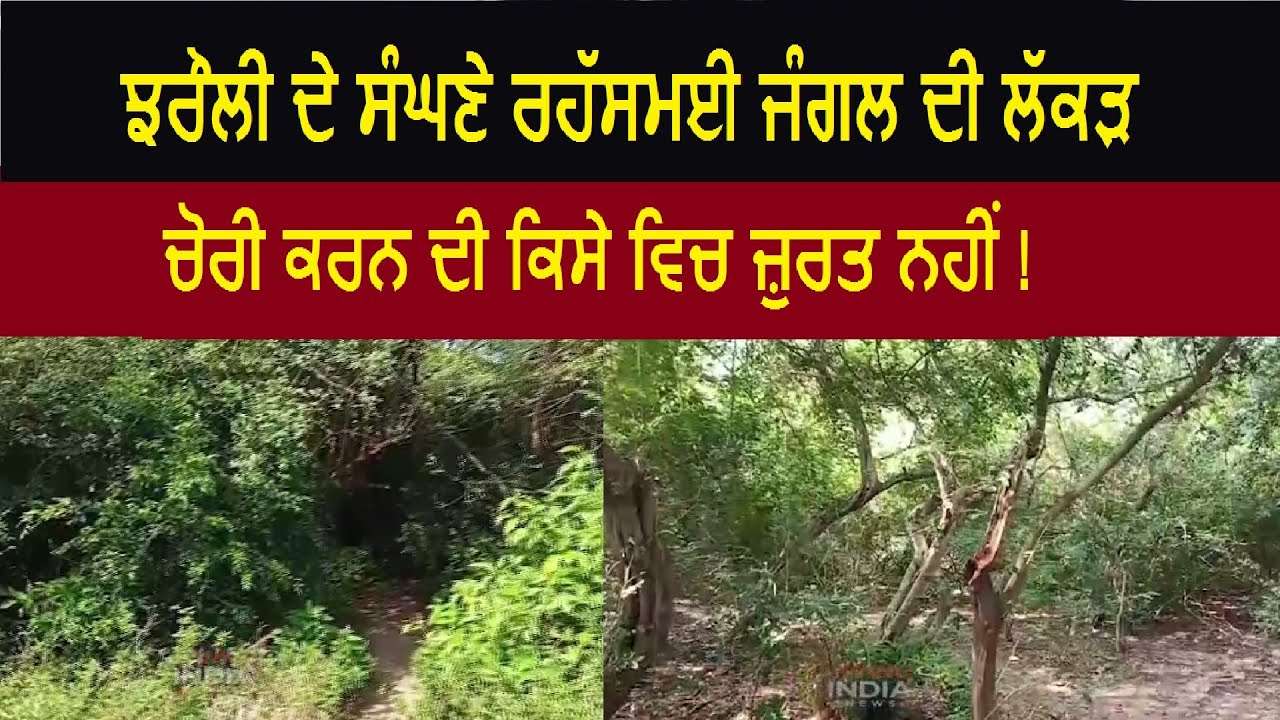 Punjab's Mysterious Jungle ਝਰੌਲੀ ਦੇ ਸੰਘਣੇ ਰਹੱਸਮਈ ਜੰਗਲ ਦੀ ਲੱਕੜ ਚੋਰੀ ਕਰਨ
