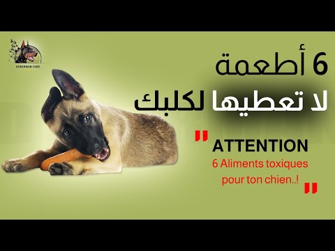 Vidéo: 3 façons de guérir la dermatite allergique chez les chiens