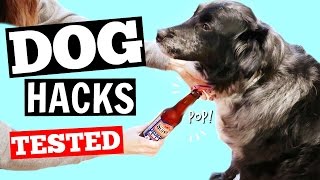 In this video, we're trying our life hacks for dog owners and seeing
if they really work. these range from toys to feeding other things
make ...