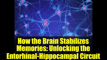 How the Brain Stabilizes Memories: Unlocking the Entorhinal-Hippocampal Circuit