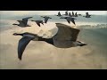 Полет Журавлей  Потрясающее Видео Как Птицы Летят на Юг