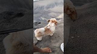 #murphy #cute #shorts #shihtzu #pets