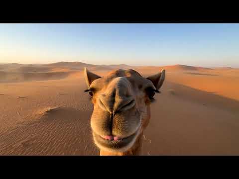 تركضلي تركضلي وفاتح ايدك لايك اشتراك لايك اشتراك بالقناه ليصلك كل جديد دويتو جمل لايك