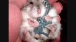 EVIL HAMSTER PICTURES