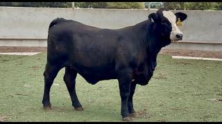 J&J Cattle Co: Bred & Open Replacement Heifer Online Auction