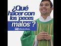 ¿QUÉ HACER CON LOS "PECES MALOS"? Homilía 30 de julio del 2020 (Mt 13,47-53) | Padre Sam