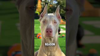 NEVER Buy a Doberman… Until You Watch This😨🐕 #shortsfeed #viralshorts