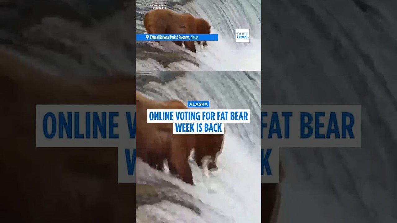 Fat Bear Week returns as Alaska's biggest bears compete for the crown