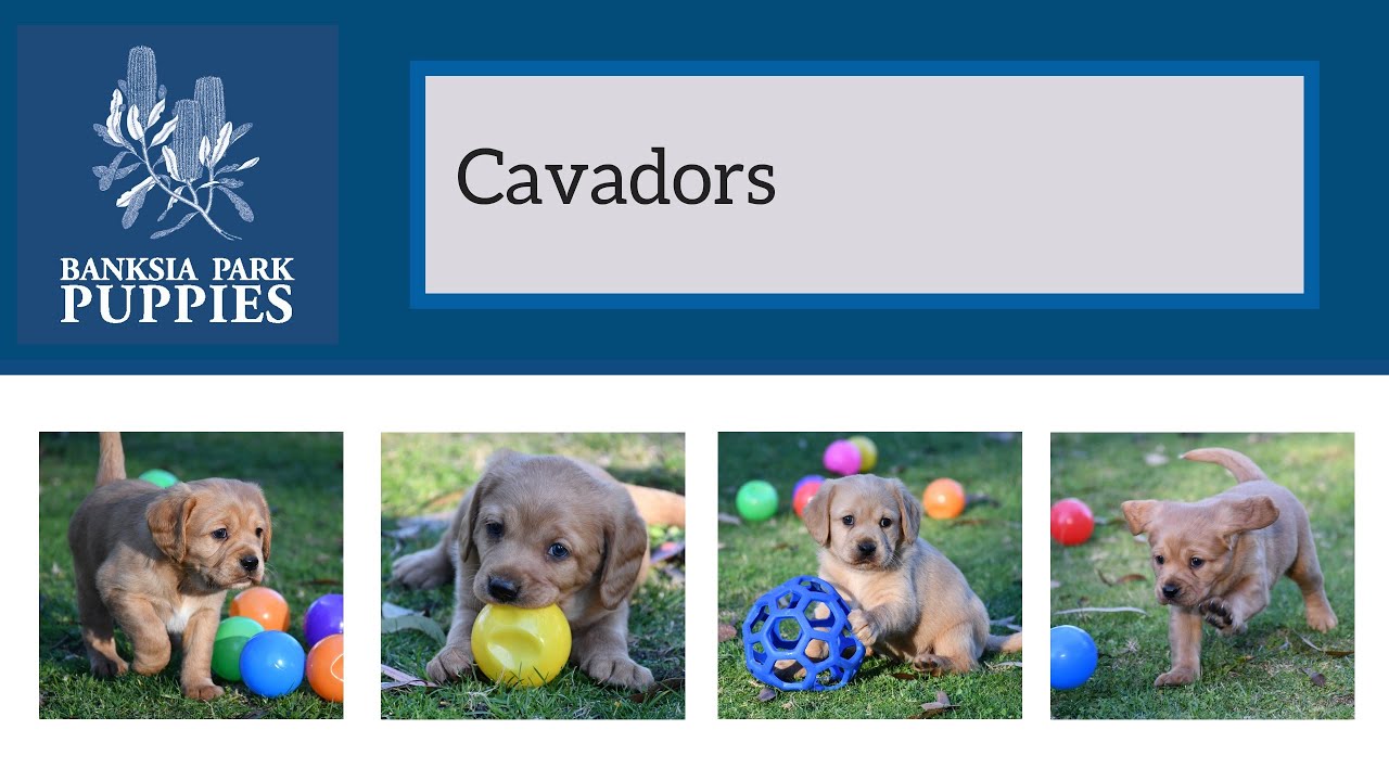 CAVADORS!