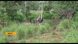 MBALE WILDLIFE ZOO ON THE SLOPES OF WANALE HILL FOSTERS CONSERVATION THROUGH EDUCATION