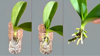 Very Easy Secret! Orchid Plants Grow Roots And New Leaves Very Quickly