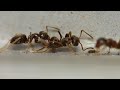 Ants    macrography  panasonic lumix  raynox dcr250  macro shots