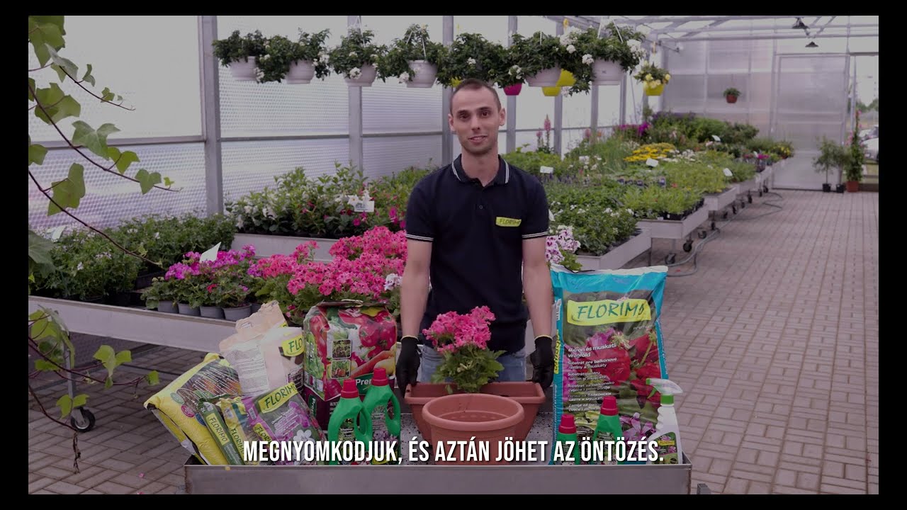 Florimo - Muskátli ültetés