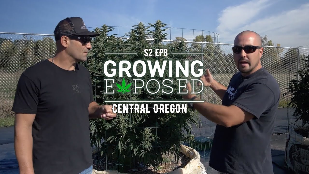 GROWING EXPOSED S2 EP8: CENTRAL OREGON CANNABIS GROWING