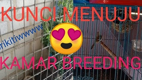 Kunci menuju kandang breeding||ciblek semi