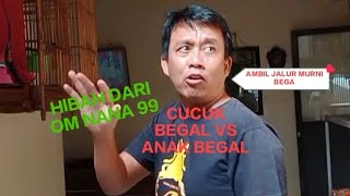 BERUSAHA MEMURNIKAN ASLI SEPERTI MB BEGAL DENGAN MENGAMBIL JANTAN CUCU BEGAL DAN BETI  ANAK BEGAL