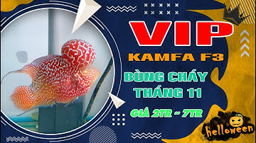 KAMFA F3 | LÊN CÁC MẪU CÁ LA HÁN 2 TONE CỰC VIP | Shop Cá La Hán KuCưng