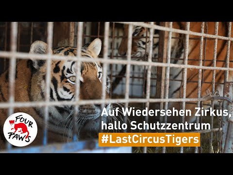 #LastCircusTigers: Sie kehrten dem Zirkus den Rücken - für immer | VIER PFOTEN