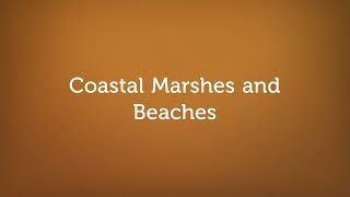 Alabama Soils: Coastal Marshes and Beaches