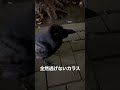 全然逃げないカラス#からす #逃げない