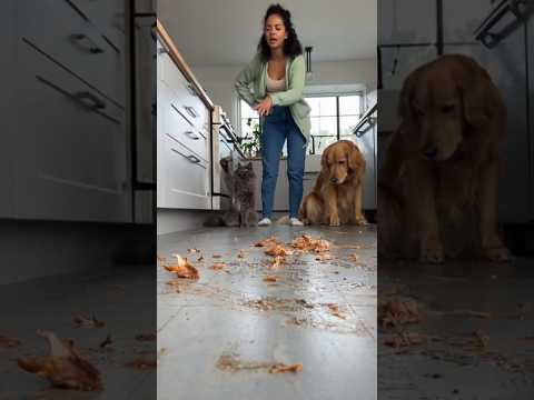 When You Catch Your Pets Red Handed… And The Cat SNITCHES