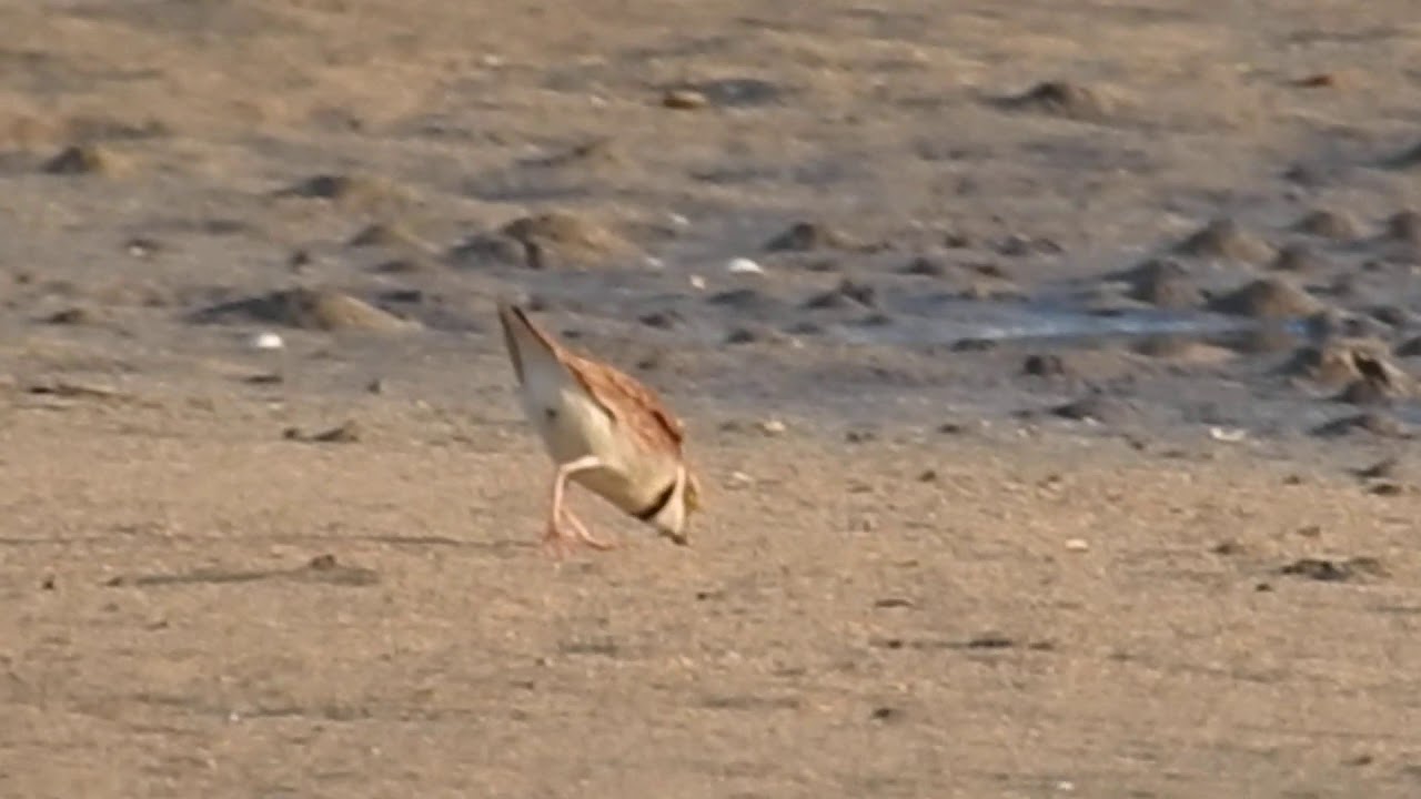 Little Ringed Plover, Corriere piccolo (Charadrius dubius) 