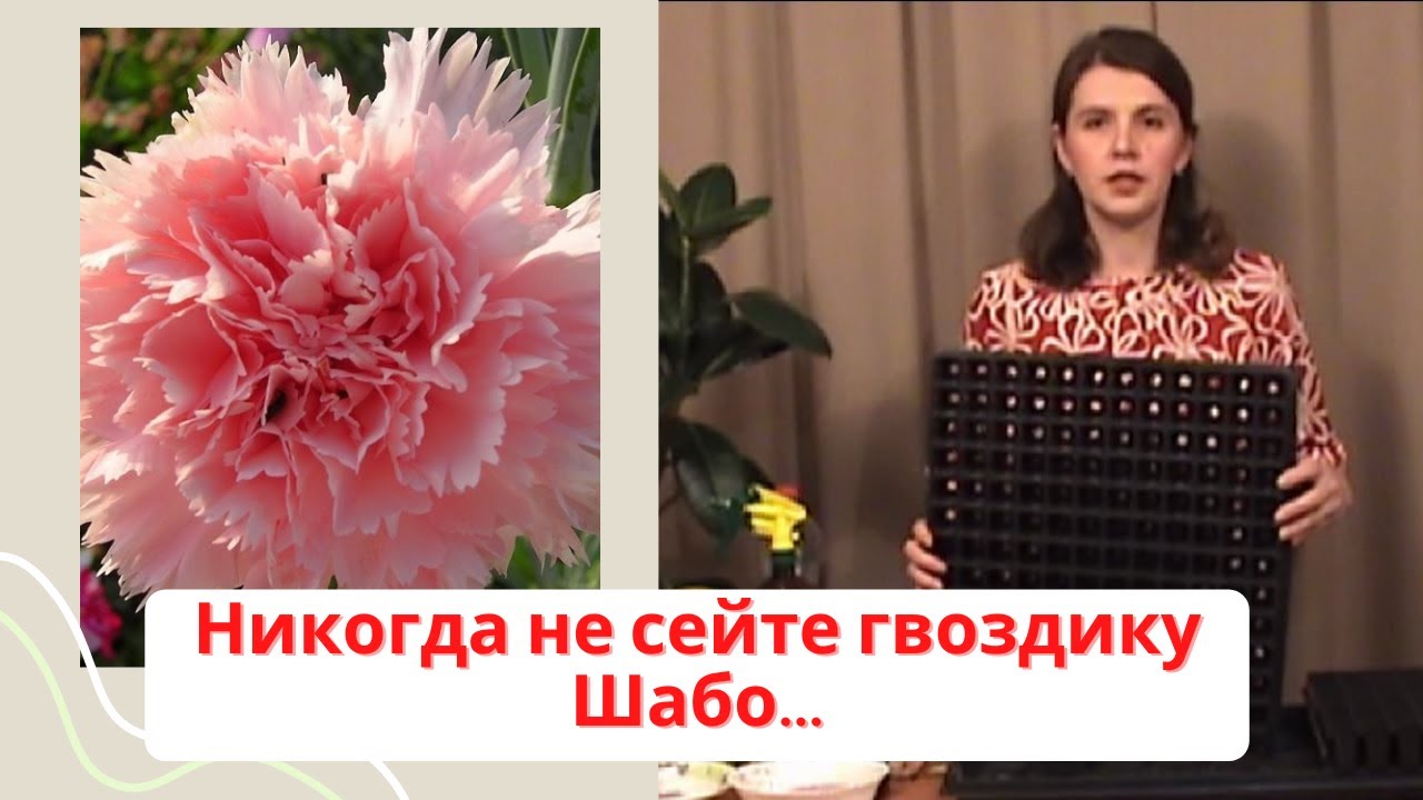 Никогда не сейте гвоздику Шабо, если не смотрели это видео!!