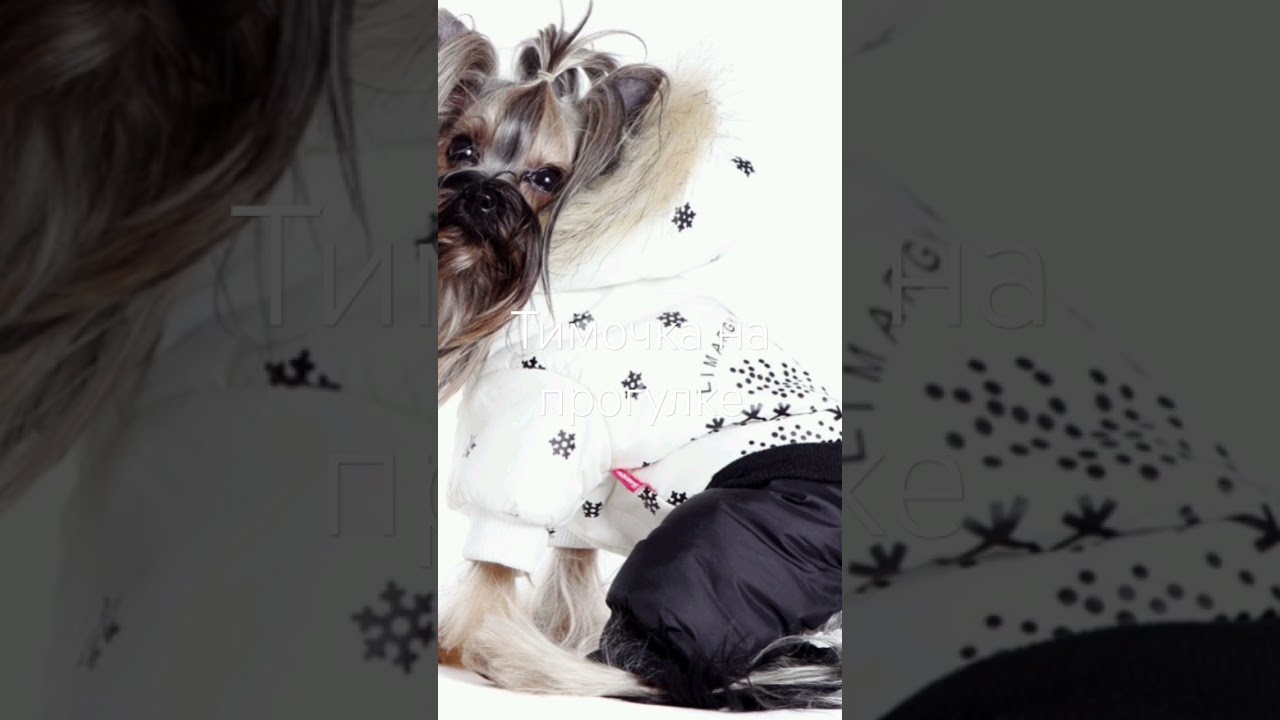 ТИМОЧКА НА ПРОГУЛКЕ 