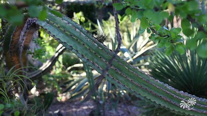 The Lin Lougheed Spiny Forest of Madagascar