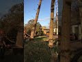Tree felling with winch