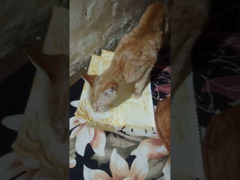 Meri Cat Ne Khai ICE Cream #minivlog #vbloger #firstvideo #vlogger #myfirstvlog #viralvideo #shorts