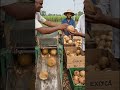 Coconuts are being cleaned from domestic sources. #usa #trending #shorts