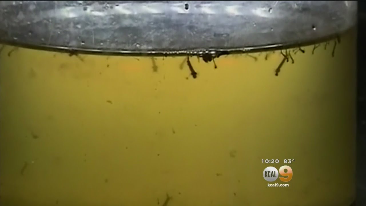 Residents Angry In OC Over Planned Mosquito Spraying
