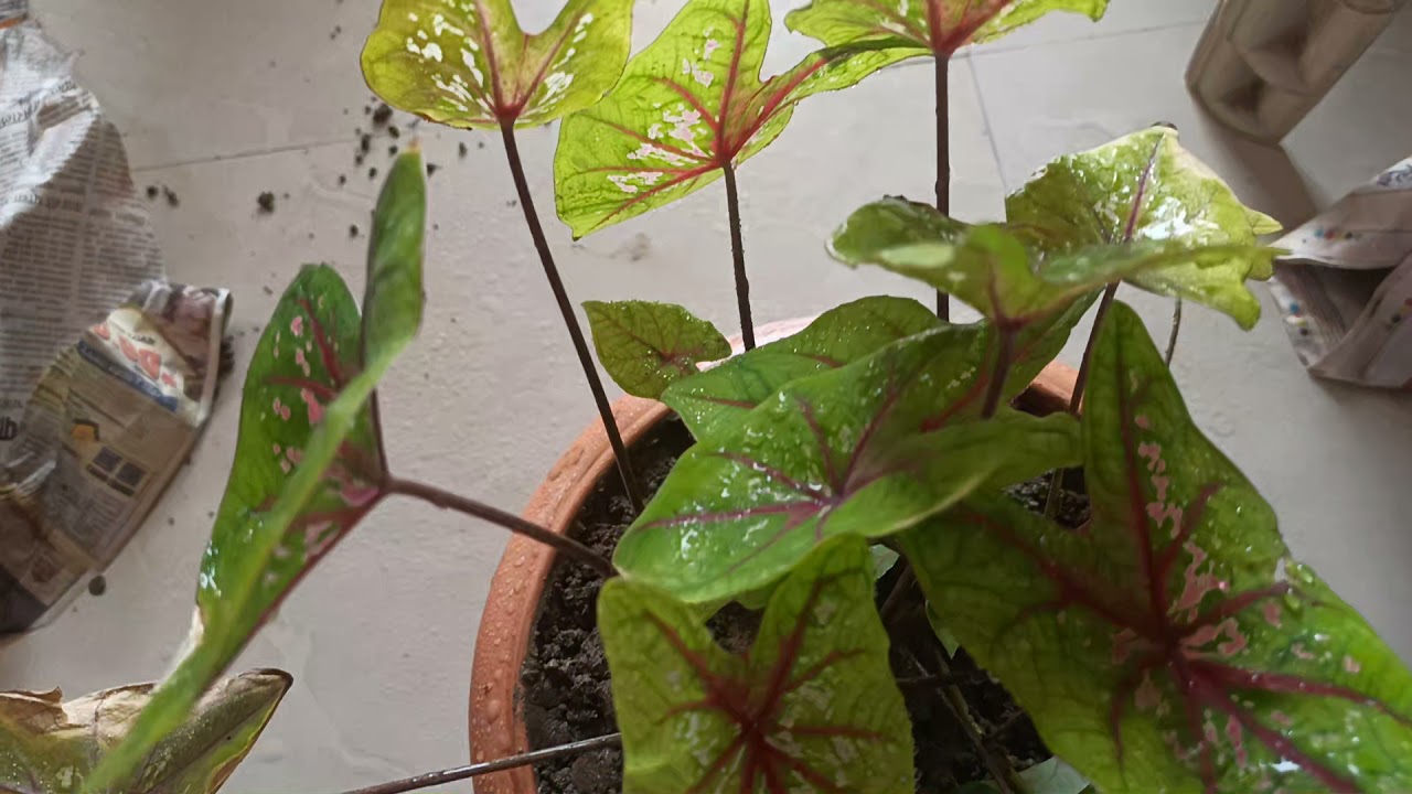 Welcome to Planet Garden