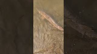 Counting down to Spring Sturgeon...🦖 #shorts #sturgeon #fishing