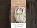 Seafood 🍄 #howto grow store bought #mushrooms #mushroom #fungi #agar #how (subtitles)