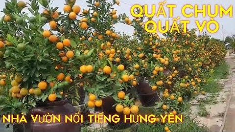 Quất Tết 2021-Vườn Quất Vò Quất Thống Nổi Tiếng của Bác nông dân Văn Giang Hưng Yên
