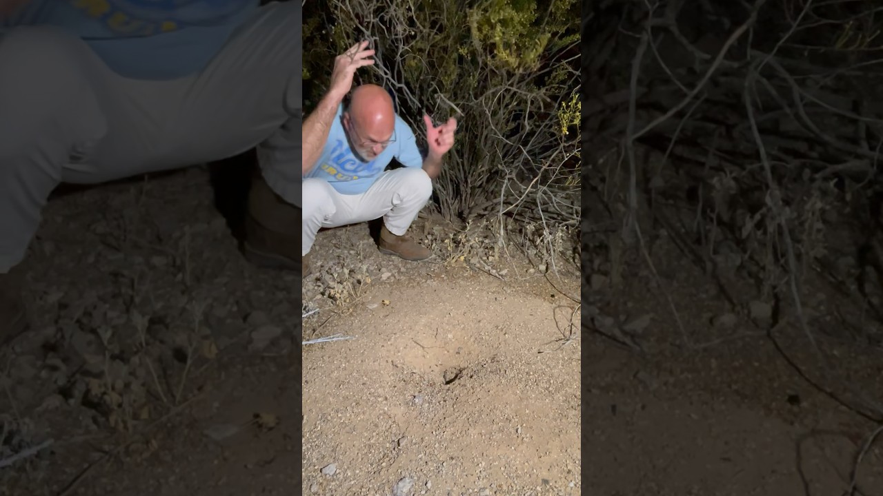 Ants taste test with 2 cereals and shredded cheese 