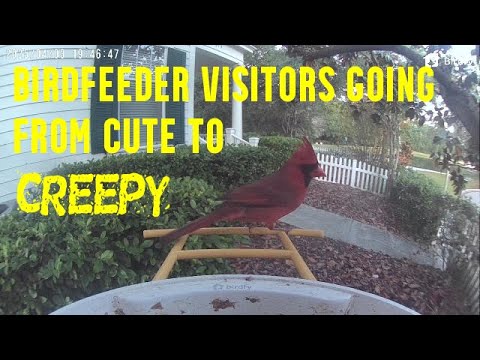 Birdfeed visitors, only they continue to get less cute and more creepy.