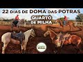 22 DIAS DE DOMA DAS POTRAS QUARTO DE MILHA